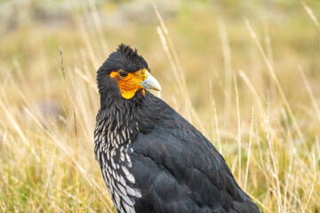 Fototapeta premium Close up of a arunculated caracara (Phalcoboenus carunculatus) in the Antisana Ecological Reserve, Ecuador