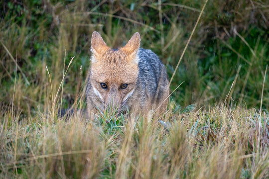 culpeo (Lycalopex culpaeus) in the grass, in the Antisana Ecological Reserve, Ecuador