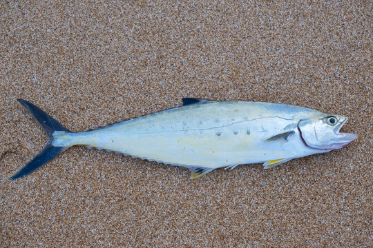 Freshly caught queenfish lying on a sandy beach. Raw ocean fish, coastal sport fishing trophy, local fisherman catch, natural seafood background, and outdoor angling concept.