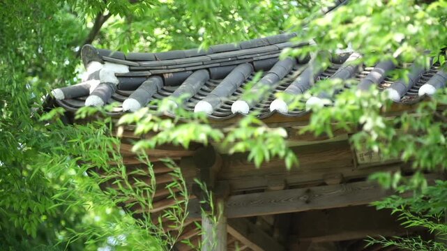 Korea traditional architecture pavilion building hanok roof tile forest green tree nature 대한민국 한국 전통 건축 한옥 정자 기와 지붕 숲 녹음 나무 자연 여름 잎사귀 삼림 환경 햇살 평화로운 잔잔한 풍경 여행 명소 문화 유산 정원문화 정자문화 동양적