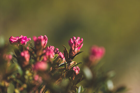 beautiful alpine roses on the mountains in the national park hohe tauern in austria, at a summer day