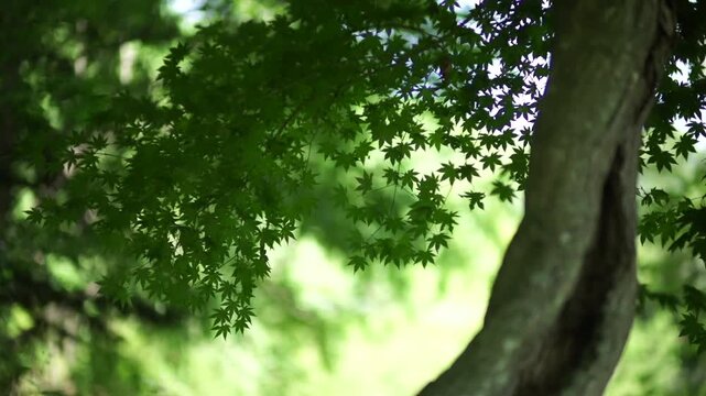 Korea traditional garden culture pond lotus leaf tree nature summer pathway green foliage environment landscape 대한민국 한국 전통 정원문화 정원 연못 연잎 나무 자연 여름 흙길 산책로 녹음 풍경 환경 아시아 동양 평화로운 잔잔한 문화유산 여행 명소 역사적 친환경 생태