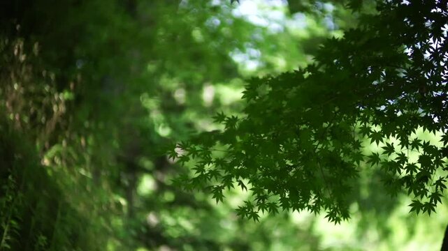 Korea traditional garden culture pond lotus leaf tree nature summer pathway green foliage environment landscape 대한민국 한국 전통 정원문화 정원 연못 연잎 나무 자연 여름 흙길 산책로 녹음 풍경 환경 아시아 동양 평화로운 잔잔한 문화유산 여행 명소 역사적 친환경 생태