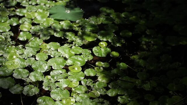 Korea traditional garden culture pond lotus leaf tree nature summer pathway green foliage environment landscape 대한민국 한국 전통 정원문화 정원 연못 연잎 나무 자연 여름 흙길 산책로 녹음 풍경 환경 아시아 동양 평화로운 잔잔한 문화유산 여행 명소 역사적 친환경 생태