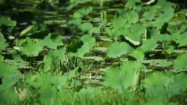 Korea traditional garden culture pond lotus leaf tree nature summer pathway green foliage environment landscape 대한민국 한국 전통 정원문화 정원 연못 연잎 나무 자연 여름 흙길 산책로 녹음 풍경 환경 아시아 동양 평화로운 잔잔한 문화유산 여행 명소 역사적 친환경 생태