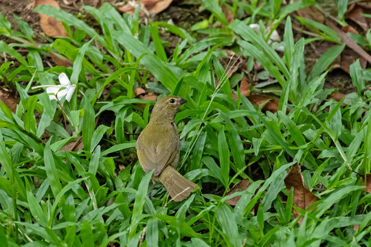 female Yellow-faced grassquit - Tiaris olivaceus - on a fence in Panama