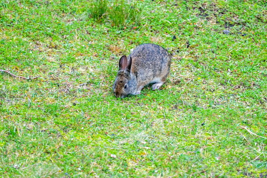 Andean cottontail (Sylvilagus andinus) in the grass, in the Antisana Ecological Reserve, Ecuador