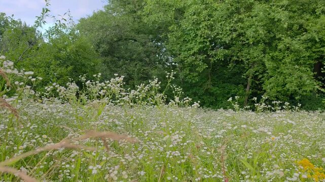 Smooth panning shot of a lush summer meadow with blooming white wildflowers nature video on a transparent background