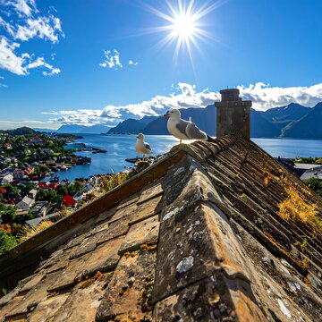 Sunlit Seagulls Resting on Weathered Rooftop Above Coastal Village and Mountain Fjord