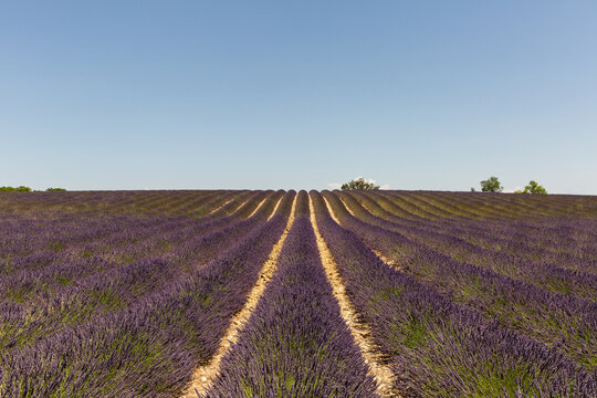 Champ de lavandes en fleurs &agrave; perte de vue, sillons vus de face avec ciel bleu en arri&egrave;re-plan, point de fuite central, Valensole, Provence, sud de la France