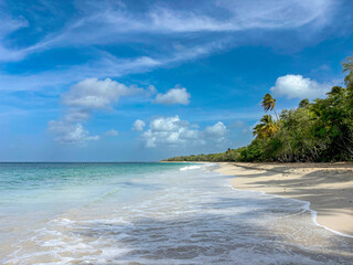 Les Salines beach in Martinique island, Departments of France, ideal Caribbean beach with white sand, turquoise blue sea water and coconut palm trees on the coast, sunny morning and blue sky  © Anna