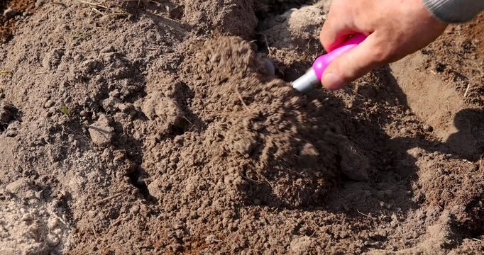Loose brown peat in close-up, a hand with a shovel distributes dry peat over the surface of the garden land on a sunny day