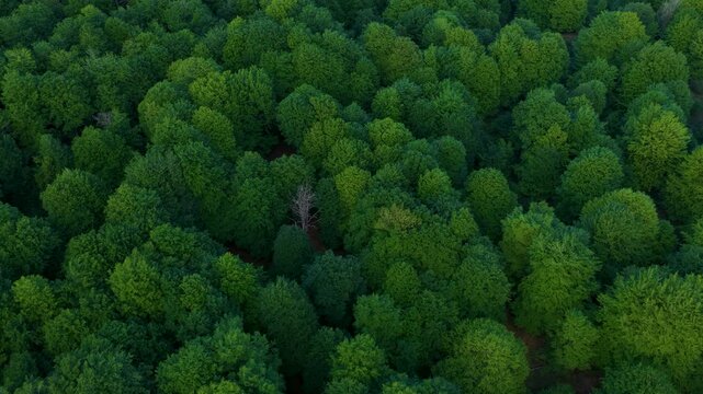 Aerial drone view of the spring landscape of beech forests in the Sierra de Entzia. &Aacute;lava. Basque Country. Spain. Europe
