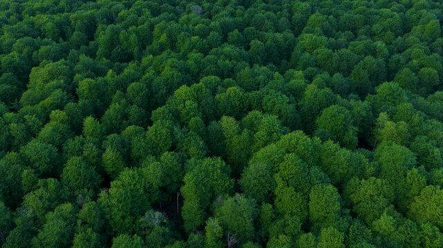 Aerial drone view of the spring landscape of beech forests in the Sierra de Entzia. &Aacute;lava. Basque Country. Spain. Europe