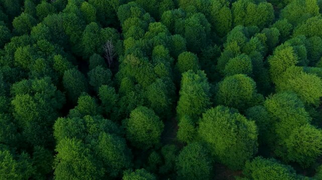 Aerial drone view of the spring landscape of beech forests in the Sierra de Entzia. &Aacute;lava. Basque Country. Spain. Europe