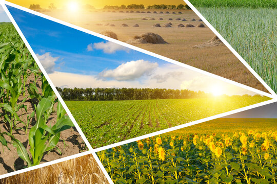 Agricultural collage of various crop fields under a bright summer sun. Diversity in farming with wheat, corn, sunflower, and beetroot field mosaics.