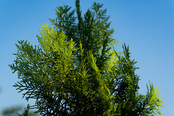Fototapeta premium Fresh green cypress tree branches illuminated by sunlight against a bright blue sky. Perfect for evergreen, landscaping and nature concepts.