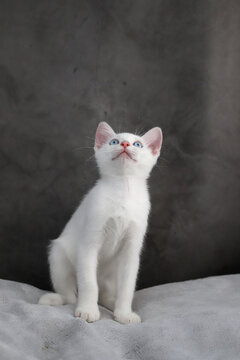 gatito blanco de ojos azules con gesto simp&aacute;tico en un fondo oscuro mirando hacia arriba