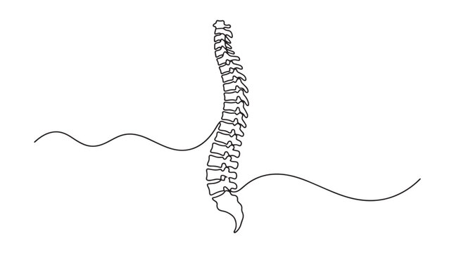 Spine, human skeleton, backbone illustration, anatomy, medical vector
