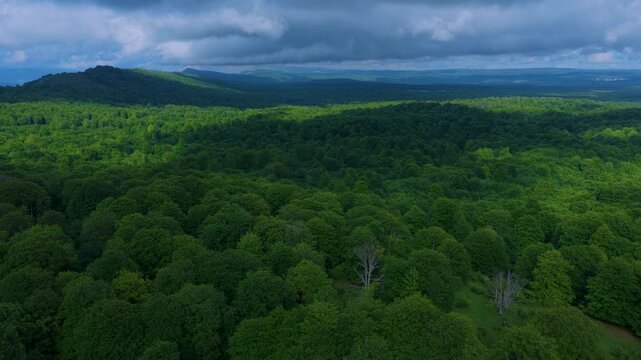 Aerial drone view of the spring landscape of beech forests in the Sierra de Entzia. &Aacute;lava. Basque Country. Spain. Europe