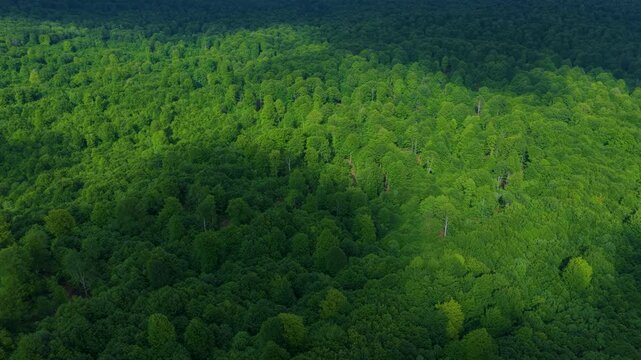 Aerial drone view of the spring landscape of beech forests in the Sierra de Entzia. &Aacute;lava. Basque Country. Spain. Europe