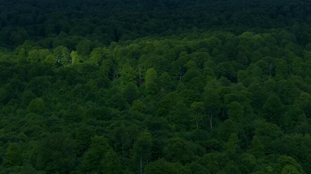 Aerial drone view of the spring landscape of beech forests in the Sierra de Entzia. &Aacute;lava. Basque Country. Spain. Europe
