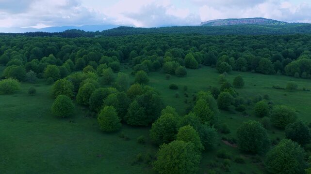 Aerial drone view of the spring landscape of beech forests in the Sierra de Entzia. &Aacute;lava. Basque Country. Spain. Europe