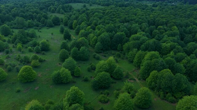 Aerial drone view of the spring landscape of beech forests in the Sierra de Entzia. &Aacute;lava. Basque Country. Spain. Europe
