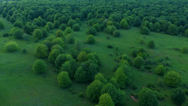 Aerial drone view of the spring landscape of beech forests in the Sierra de Entzia. &Aacute;lava. Basque Country. Spain. Europe