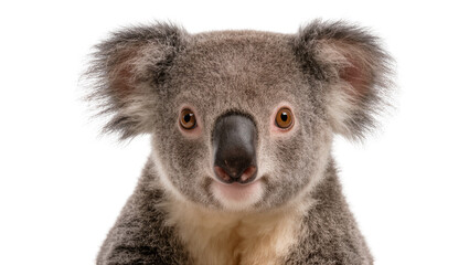 Fototapeta premium Fluffy grey koala face with large ears and dark nose, isolated on transparent background