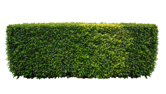 Dense green hedge with sunlight on leaves, isolated on transparent background