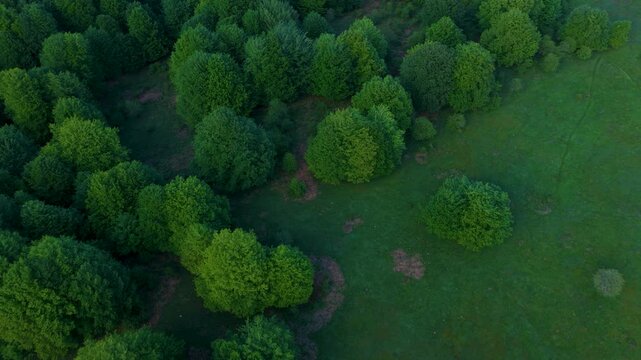Aerial drone view of the spring landscape of beech forests in the Sierra de Entzia. &Aacute;lava. Basque Country. Spain. Europe