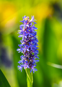 Pickerelweed at Delores Fenwick Nature Center in Pearland, Texas