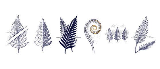 Silver fern leaf sketch set featuring stylized botanical New Zealand koru illustrations on a white background for nature-themed graphic design, organic branding, and cultural Maori symbols artworks. © Dinali