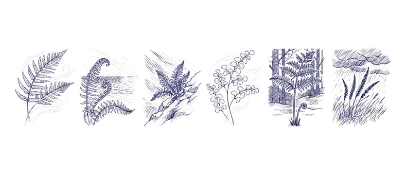 Fern sketch botanical illustration set featuring hand-drawn wild forest ferns, coastal fiddleheads, mountain leaves, and rainy grass landscapes in a vintage monochrome line art style.