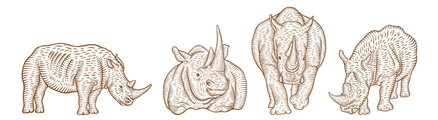 Collection of rhinoceros illustrations in an engraving line art style © Edydesign22