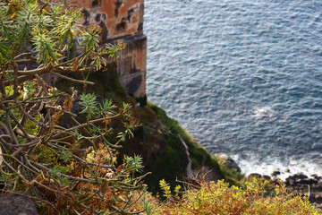 Native coastal vegetation above the Atlantic Ocean in Tenerife © Gabriela