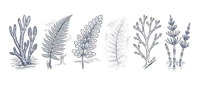 Prehistoric plant botanical illustration set of vintage fern sketches, ancient flora line art drawings, hand drawn Devonian carboniferous fossil plants, monochrome engraving design elements. Isolated