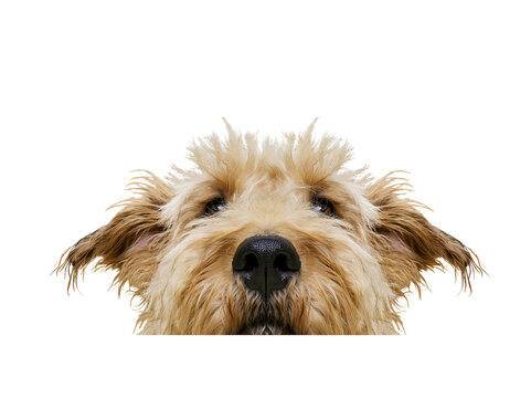 Adorable terrier dog peeking over the top, isolated on a transparent background, showcasing playful charm and endearing expression