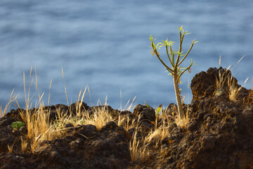 Young coastal plant growing on volcanic rocks above the Atlantic Ocean © Gabriela