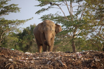 Asian elephant stands amidst plastic waste at a rural landfill site. © Sumith