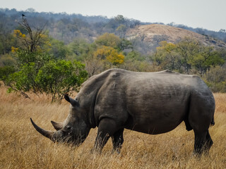 A majestic white rhinoceros grazes peacefully in the vast wild bushveld landscapes of southern Africa under a bright daylight sky © Martin