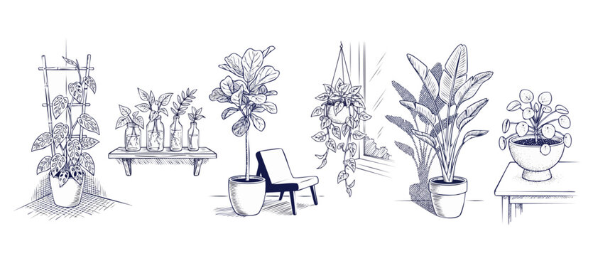 Houseplants line art drawing set of potted indoor plants featuring monstera, fiddle leaf fig, hanging pothos, and pilea for minimalist interior design home decor in clean botanical sketch style graphi