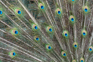 Peacock feather pattern, bright green - blue bird tail texture © artemstepanov