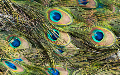 Peacock feather pattern, bright green - blue bird tail texture © artemstepanov