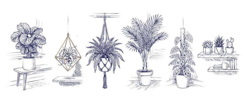 Houseplants line art hand drawn illustration set of botanical indoor plants in pots and hanging macrame planters on shelves for minimalist home gardening decor aesthetic, monochrome sketch style work.