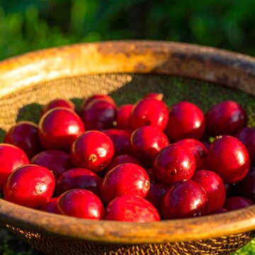 Fresh Red Cranberries Resting in Rustic Metal Colander Outdoors