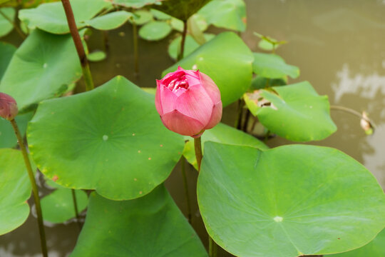 Beautiful Lotus flower with green leaves,Pink and white Lotus 's flowers are in the pool and wild forest,Lily pads with blooming pink water lilies in park or water garden.