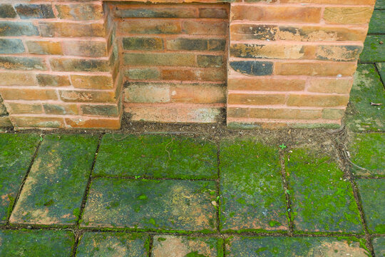 Red brick paving stones covered in natural green moss,Moss in forest and tree organic growth in a damp environment,showcasing natural texture background.