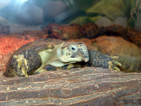  A close-up of a small tortoise crawling over a wooden log inside a glass terrarium. The reptile looks forward under warm lighting, with other tortoises visible blurred in the background habitat